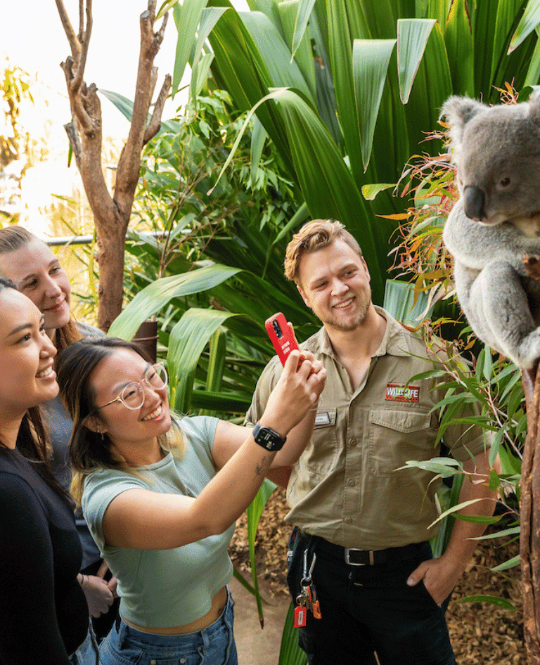 Koala watching