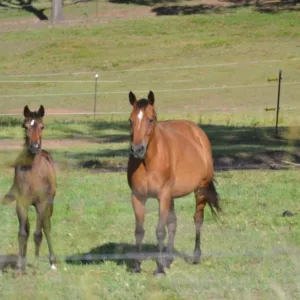 Horses on the Brisbane Valley Rail Trail