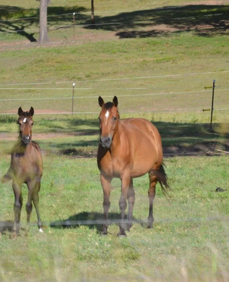 Horses on the Brisbane Valley Rail Trail