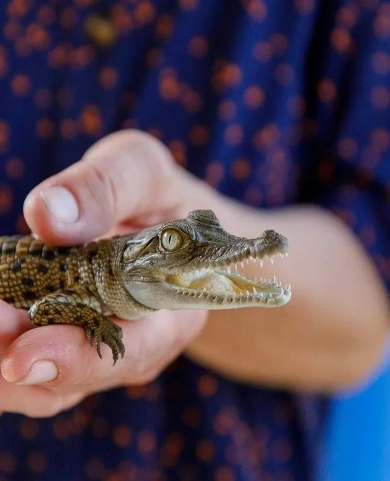 Baby Crocodile