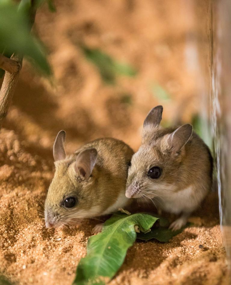 Ipswich Nature Centre