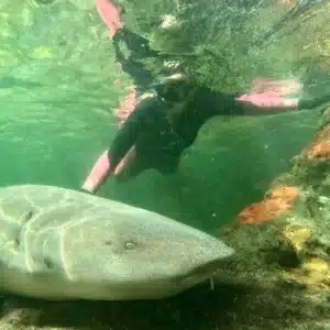 Reef Shark Snorkel $80 Packaged with Entry Pass B2B (ages 12+)