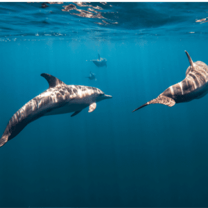 Swimming with wild dolphins