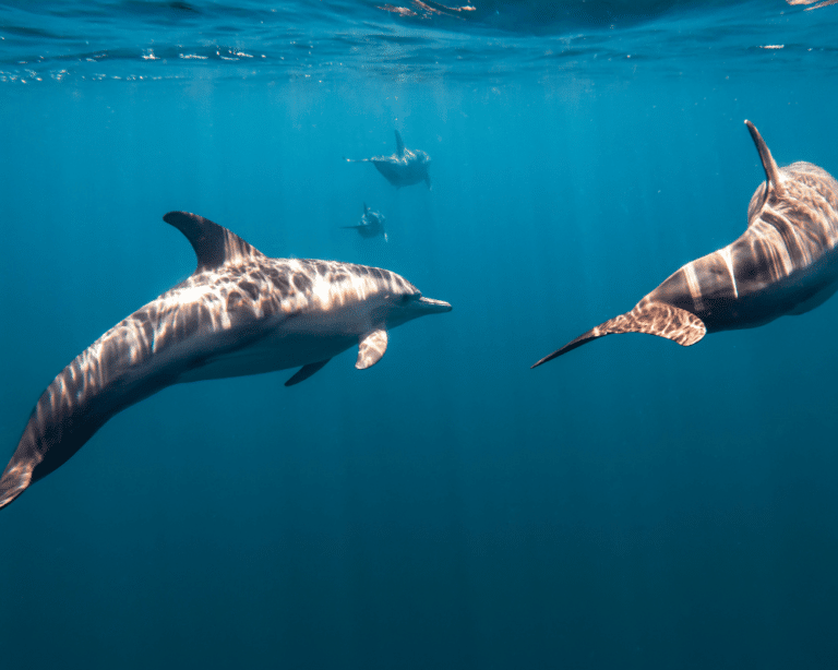 Swimming with wild dolphins