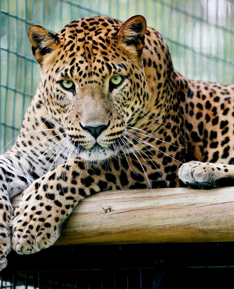 Leopard