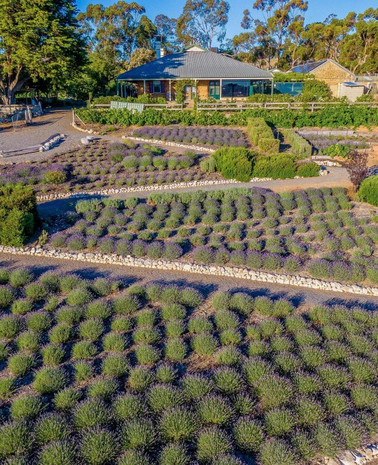 Lavender farm