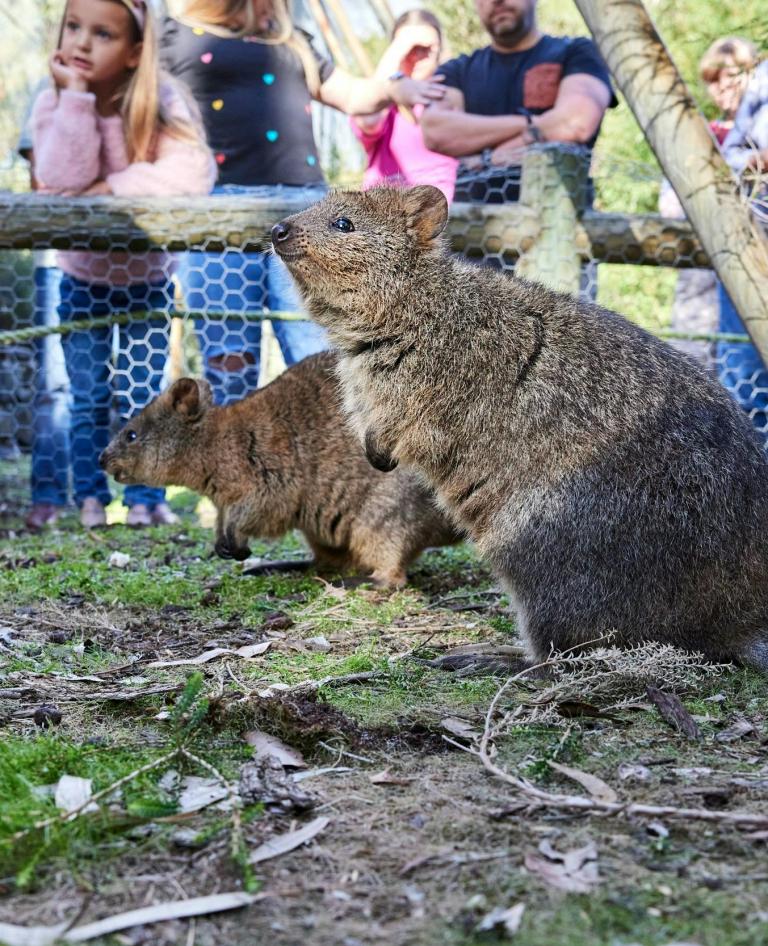 Quokkas