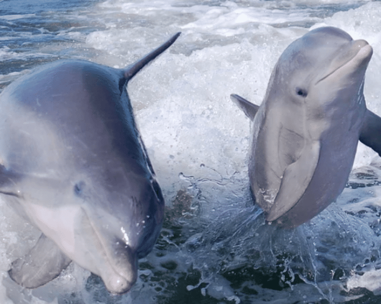 Dolphins at Noosa