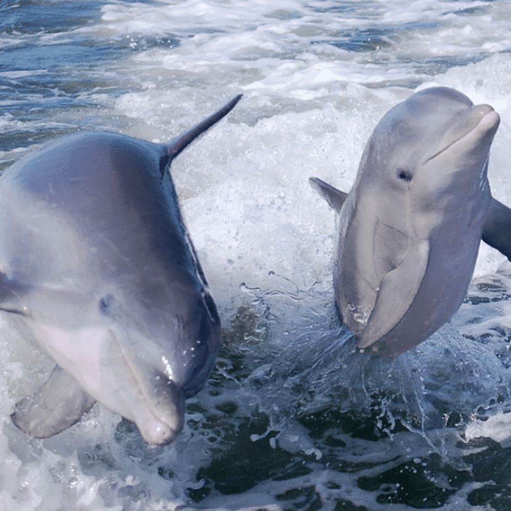 Dolphins at Noosa