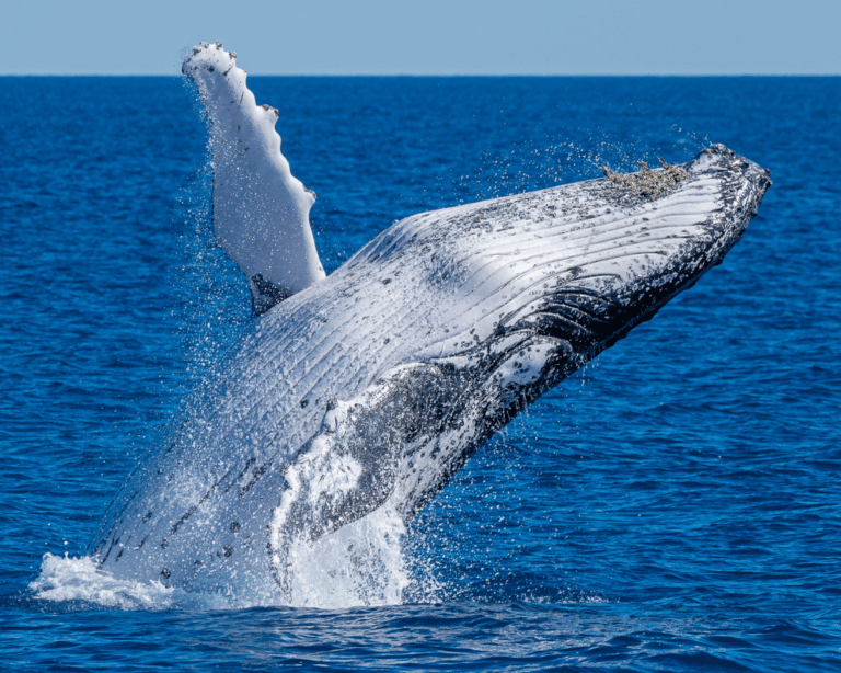 Noosa Thriller Whale Watch