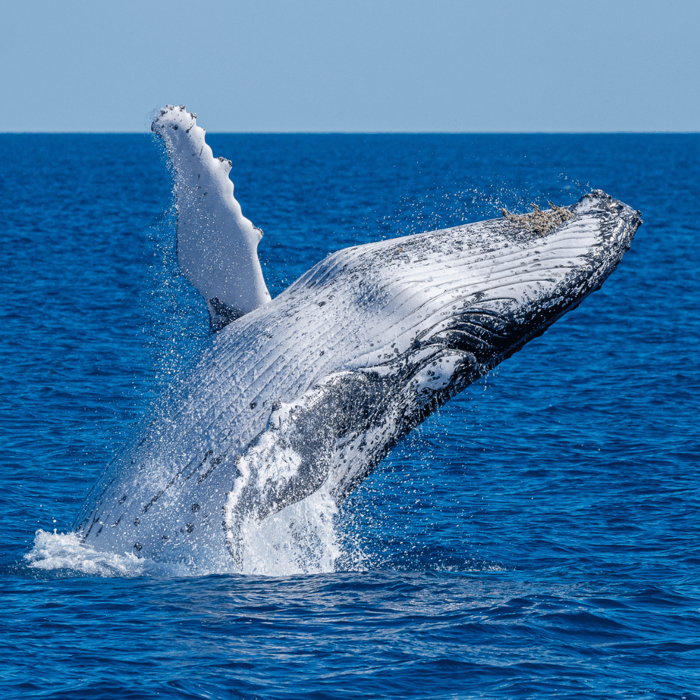 Noosa Thriller Whale Watch