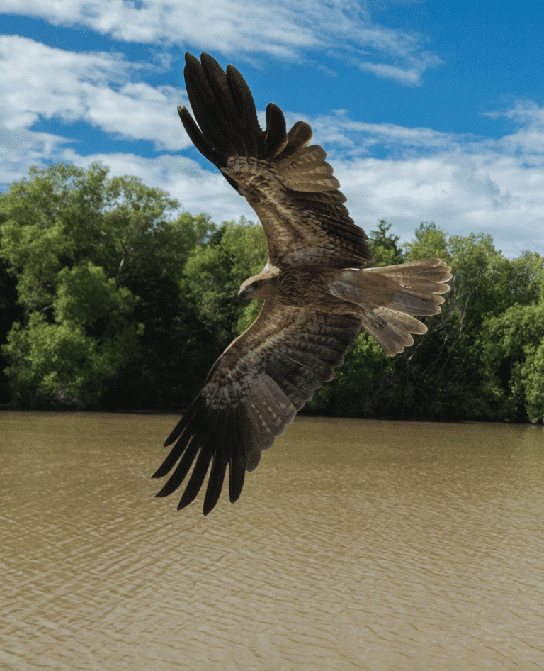 Whistling Kite