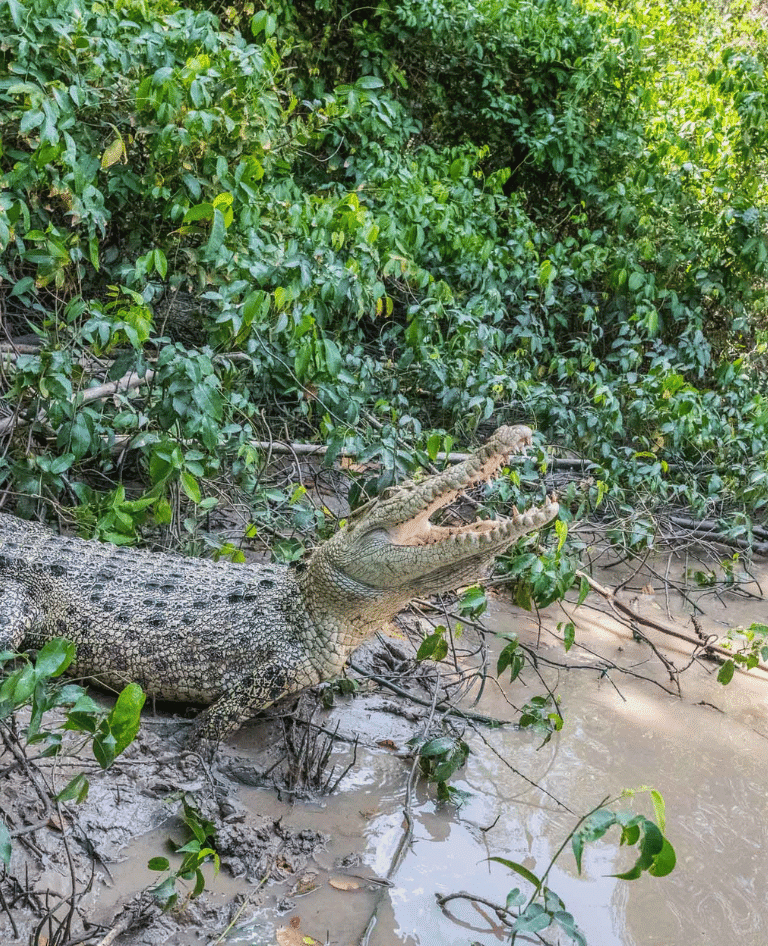 Crocodile on the banks of Adelaide River