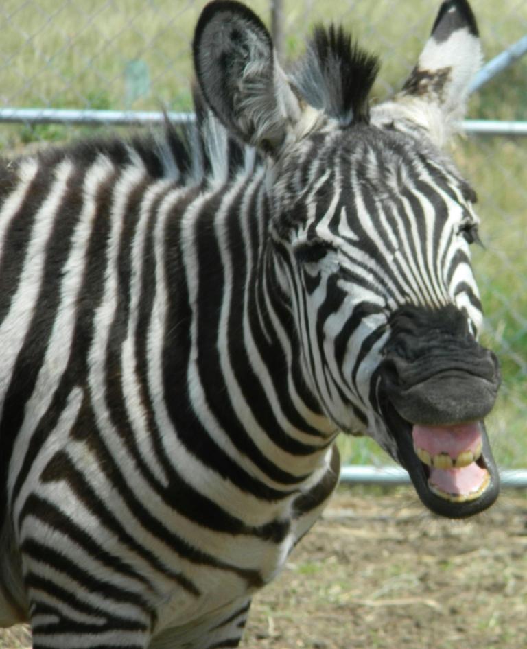 Zebra