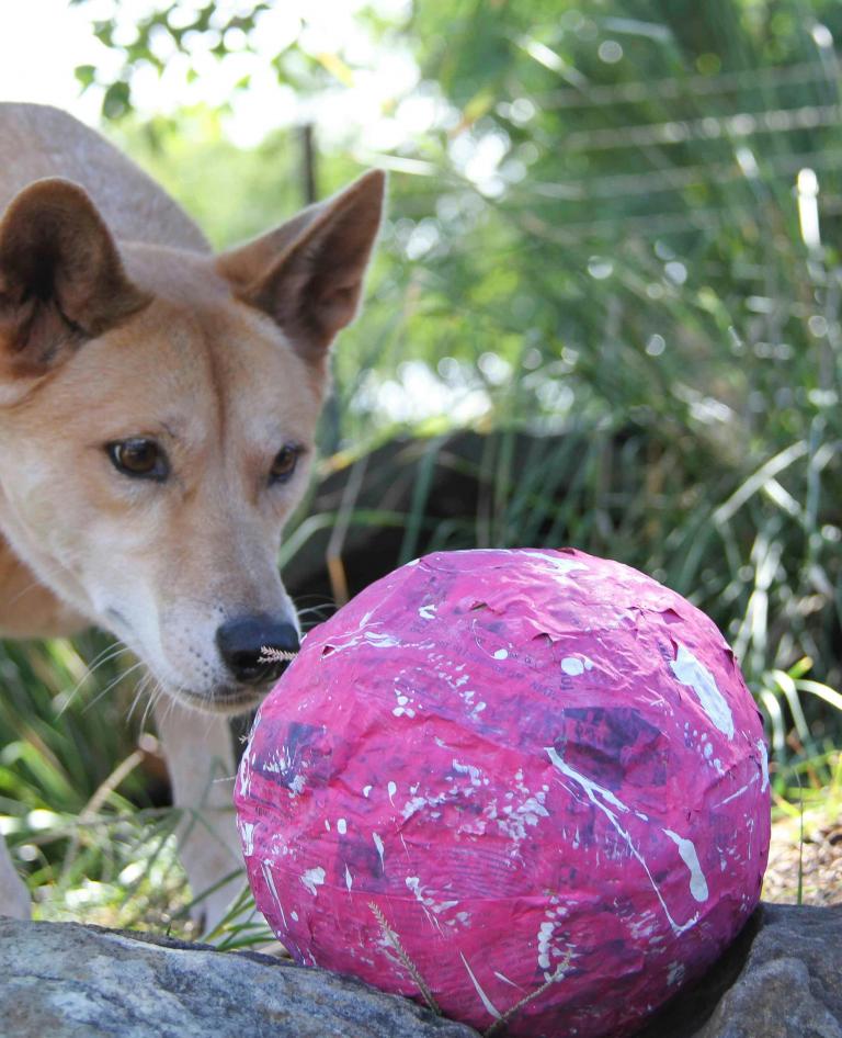 Dingo with paper mache ball