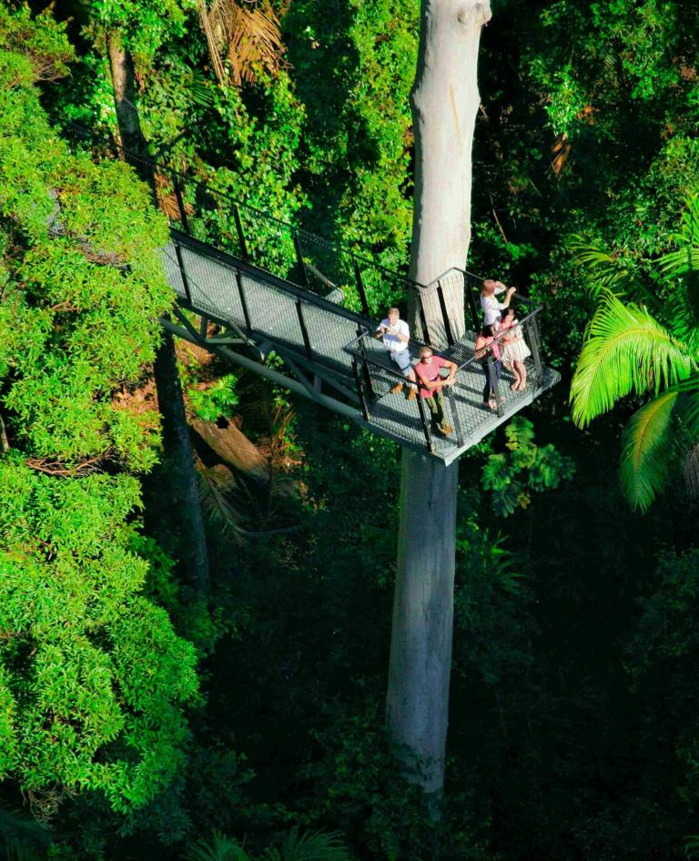 Lookout at Tamborine Rainforest