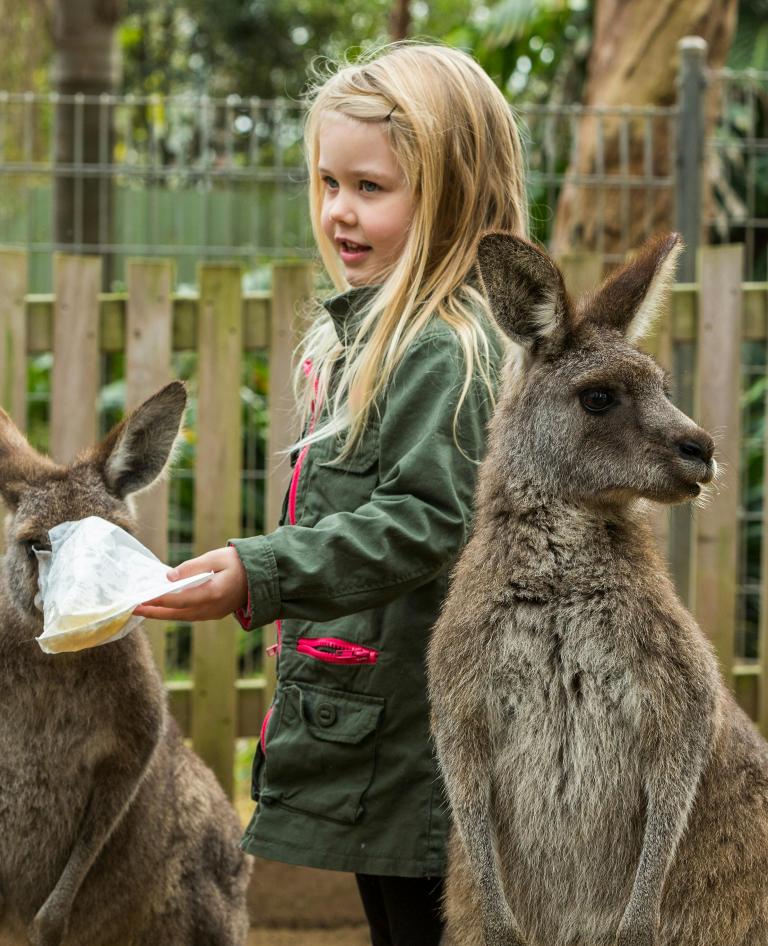 Girl feeding kangaroo