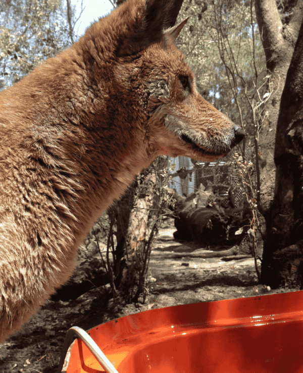 Dingo Encounter - SPARK POP