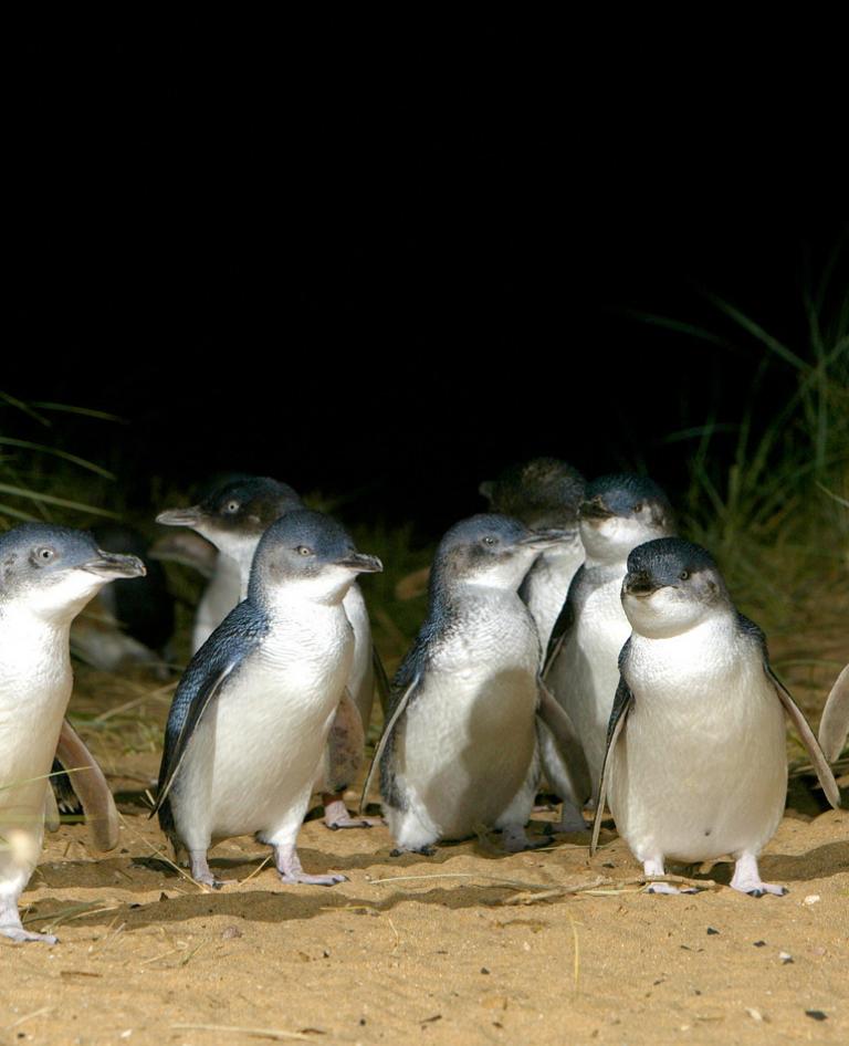 Puffing Billy & Penguins Wildlife Tour