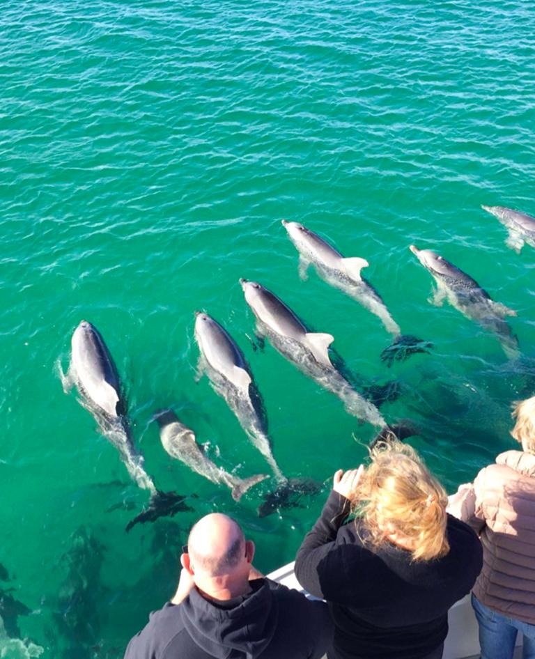 Kangaroo Island Ocean Safari