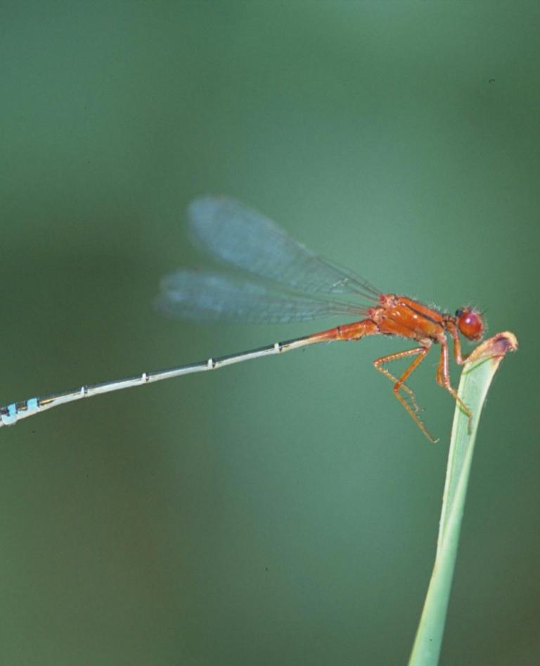 Scarlet dragonfly perched on a thin green stem, photographed for Queensland Museum ID It Citizen Science species identification workshop
