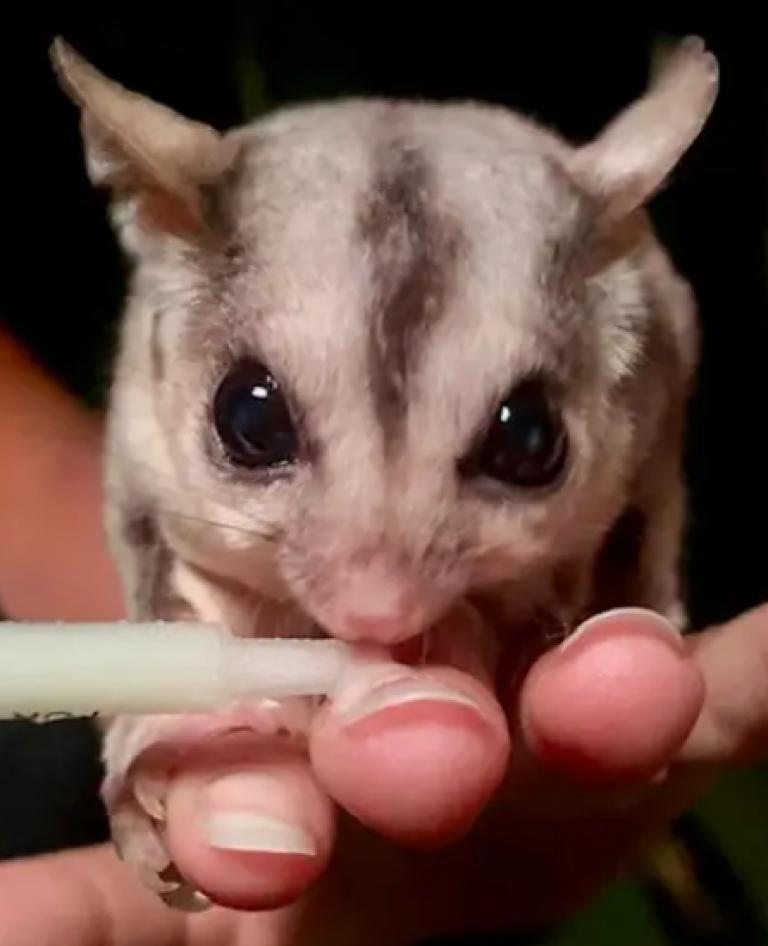 Secret Creatures: Savannah Glider Encounter at Territory Wildlife Park
