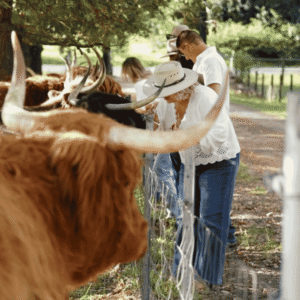 Feeding the Highland Cows
